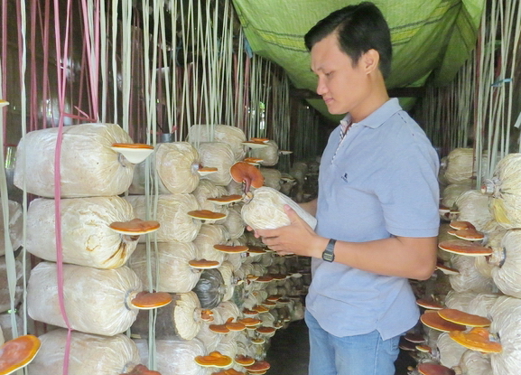 Trần Phong Nhã với dự án trồng nấm Linh chi
